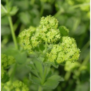 Nahaufnahme des blühenden, großblättrigen Frauenmantels (Alchemilla mollis).