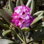 Rosa Rhododendron Calophytum Dominik, Blütenstand und grüne Blätter.