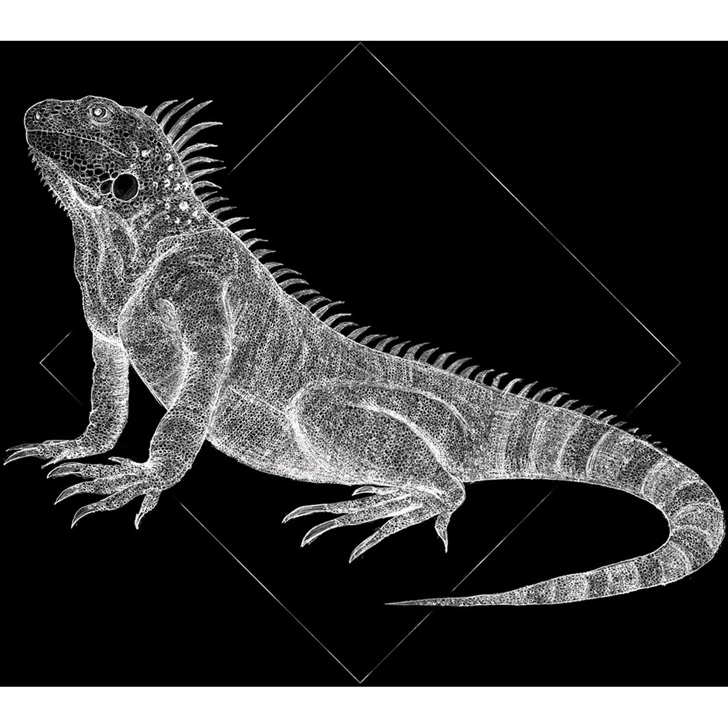 Komar Wandbild Iguana Black 50 x 70 cm günstig online kaufen