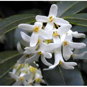Nahaufnahme der weißen Blüten der Frühlingsduftblüte (Osmanthus burkwoodii).