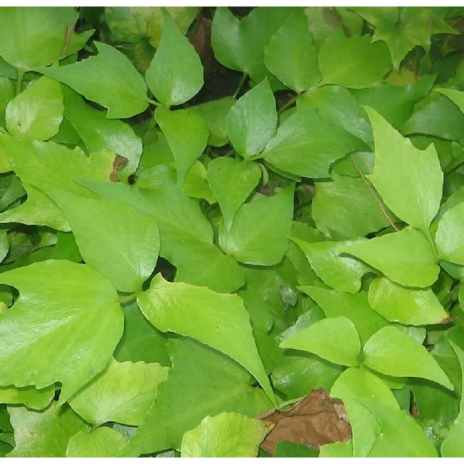 Sichel Ilexfarn - Cyrtomium falcatum