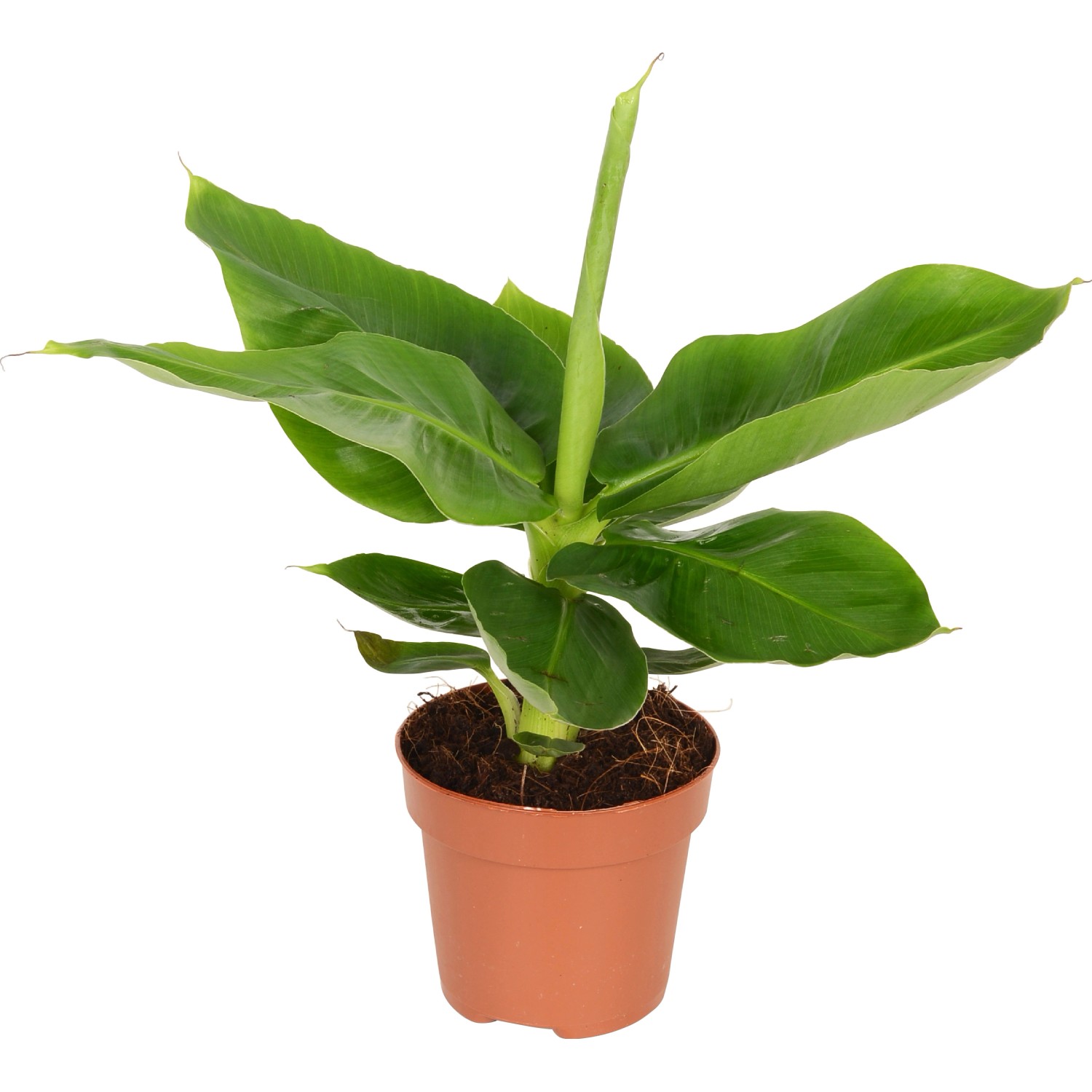 GROW by OBI Zierbanane Tropicana Topf Ø ca. 12 cm Musa