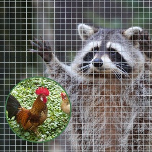Feinmaschiger, verzinkter Drahtgitterzaun (Maschenweite 6,3mm) mit Waschbär und Hühnern.