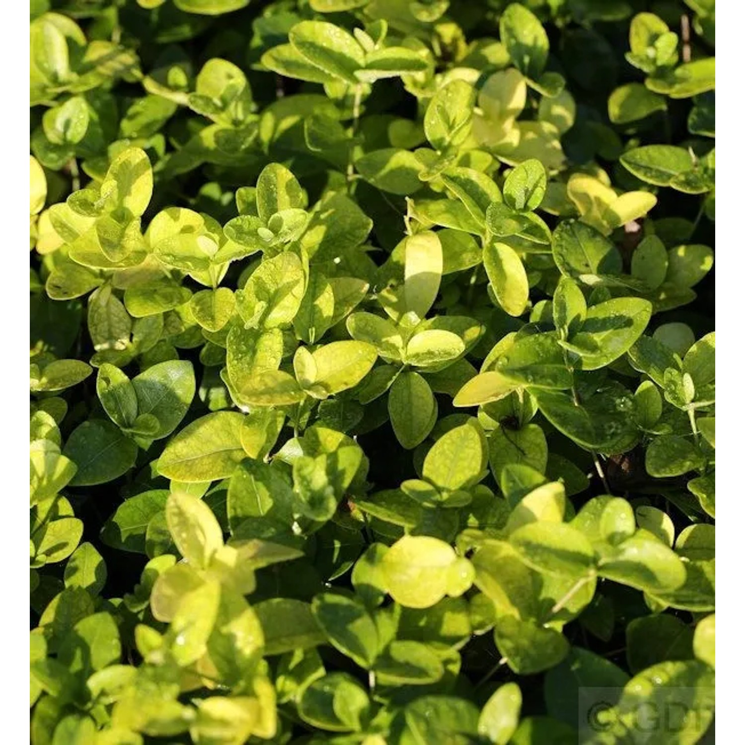 Kleinblättriges Immergrün Grüner Teppich - Vinca minor