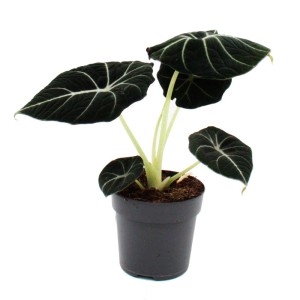 Exotische Alocasia Reginula Black Velvet im 11cm Topf, dunkle Blätter mit hellen Adern.