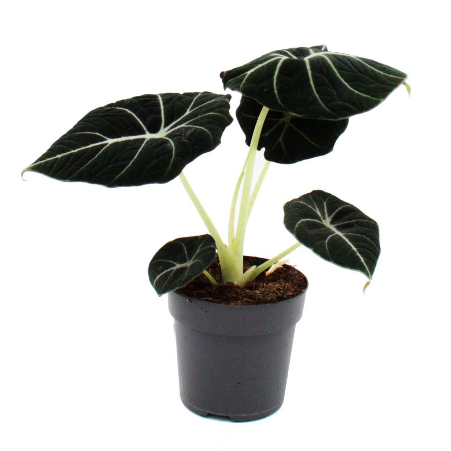 Exotenherz Alocasia Reginula Black Velvet Tropenwurz Alokasie Pfeilblatt 11 günstig online kaufen