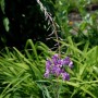 Blühendes Weidenröschen (Epilobium angustifolium) im Gartenbeet. Staude mit violetten Blüten.