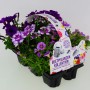 Beetpflanzen-Mischung im 6er-Pack in Violett-Tönen, bestehend aus Petunien, Verbenen und Zauberglöckchen.