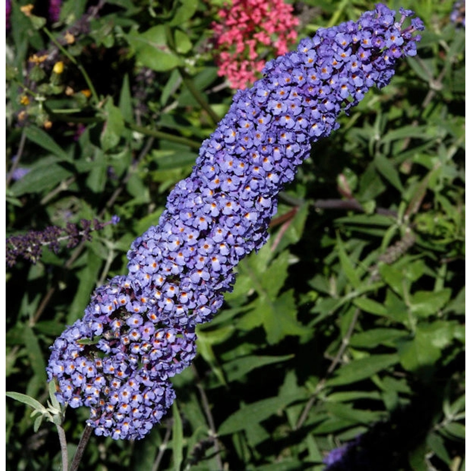 Sommerflieder Nanho Blue 80-100cm - Buddleja günstig online kaufen