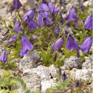 Nahaufnahme der dunklen Glockenblume (Campanula pulla) mit violetten Blüten.
