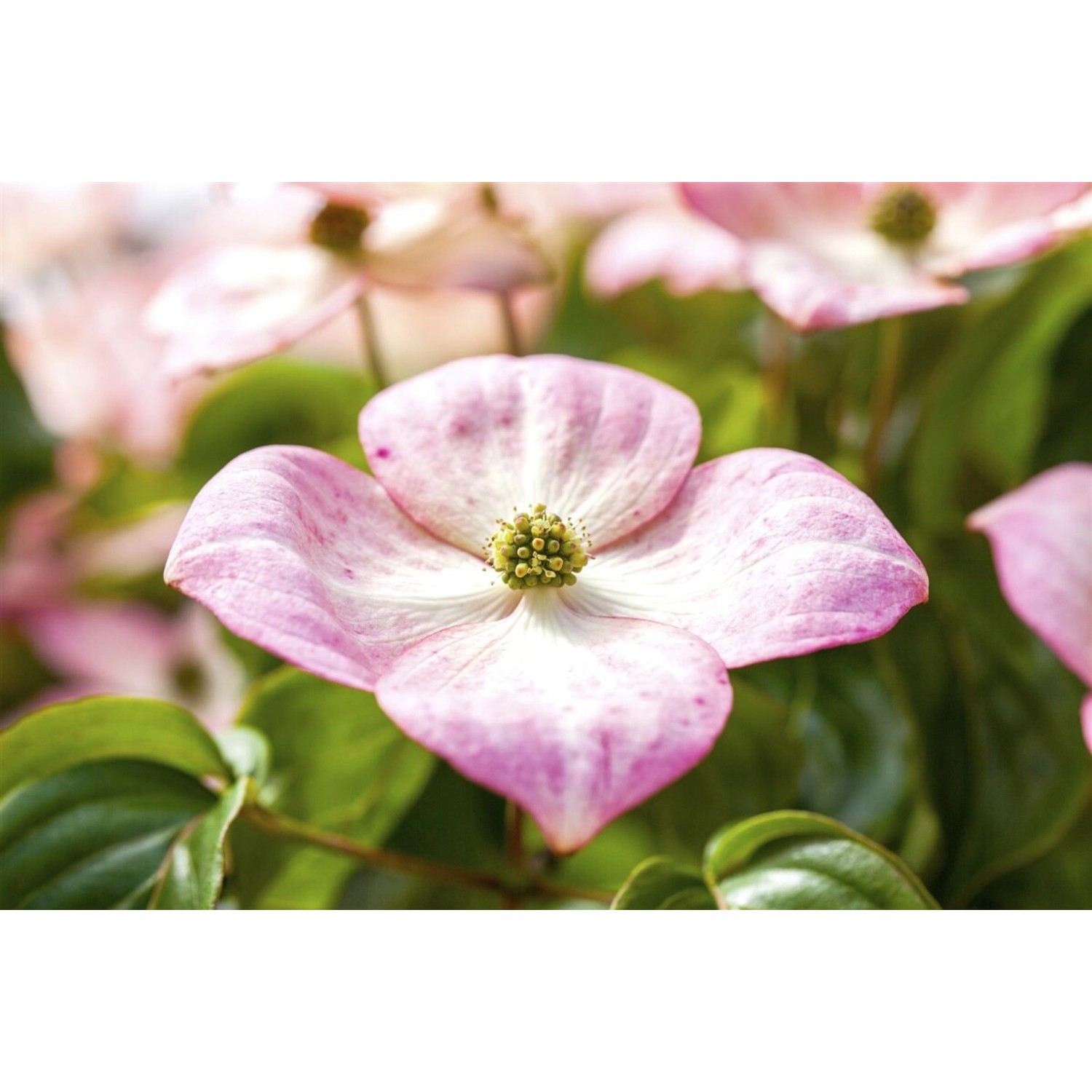 Nahaufnahme einer rosa Blüte des Japanischen Blumen-Hartriegels Satomi.