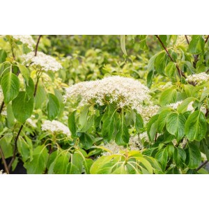 Blühender Etagen-Hartriegel 'Lucia', 100-125 cm, mit weißen Blüten und grünen Blättern.