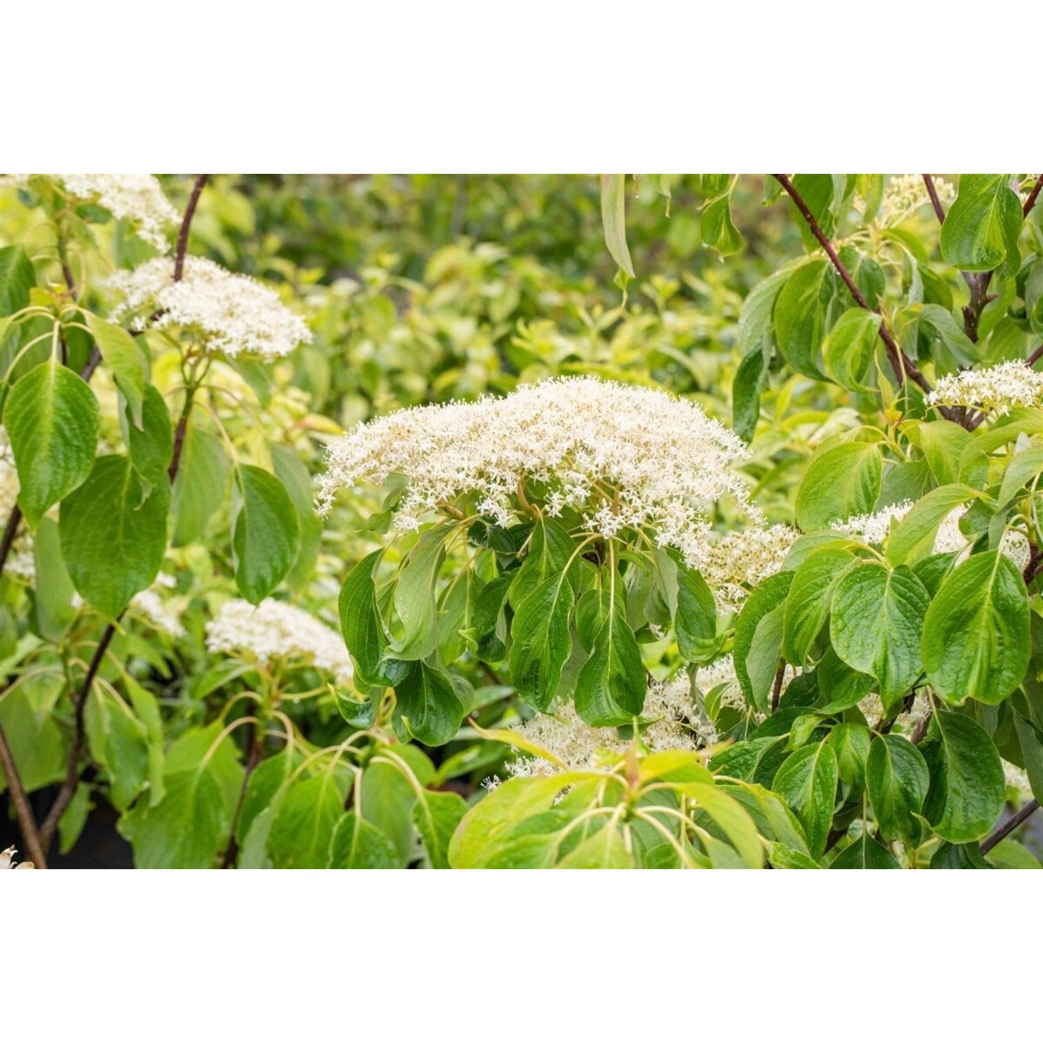 Cornus Controversa Lucia Etagen-Hartriegel 100–125 cm günstig online kaufen