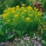 Leuchtend gelbe Sumpf-Wolfsmilch 'Walenburgs Glorie' (Euphorbia palustris) im Garten.