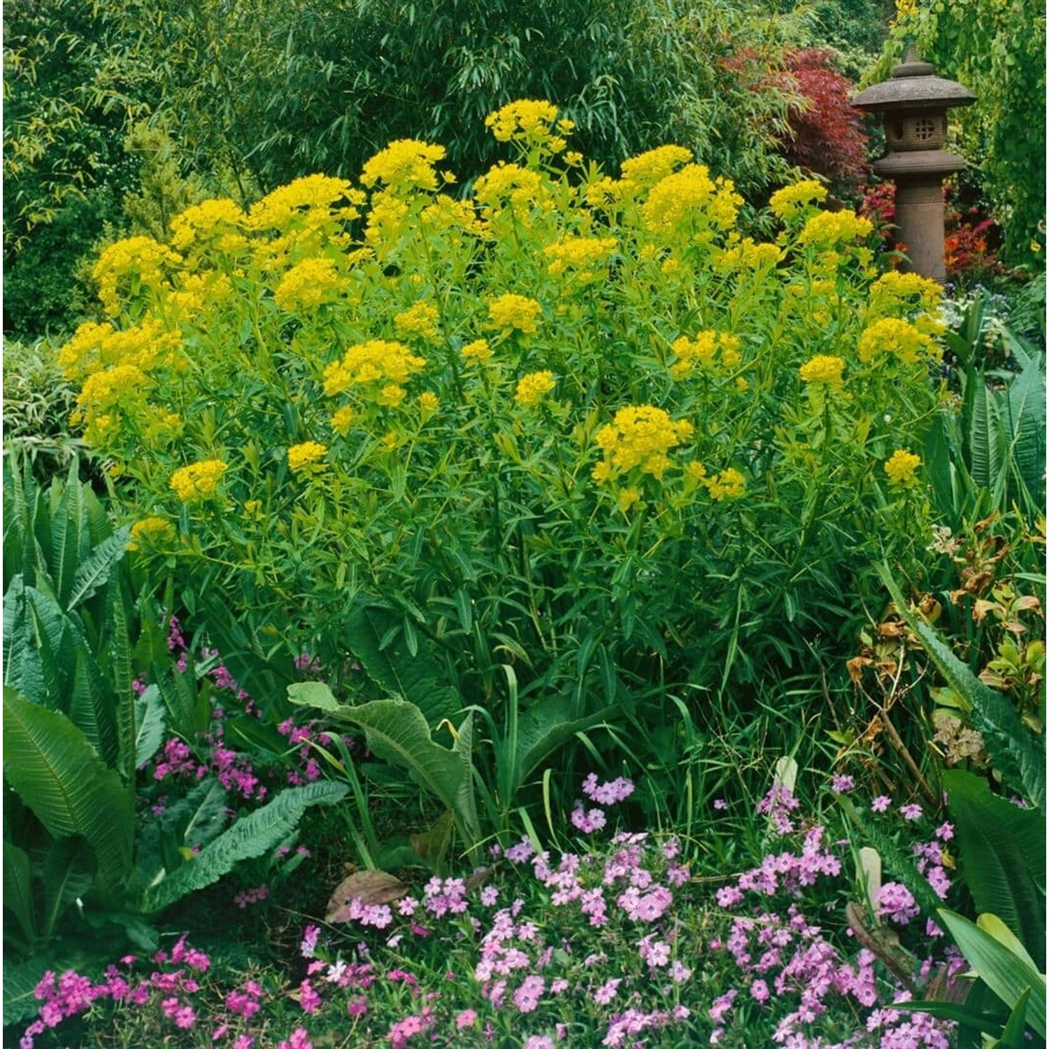 Euphorbia Palustris Walenburgs Glorie Sumpf Wolfsmilch Ca. 9x9 cm Topf günstig online kaufen