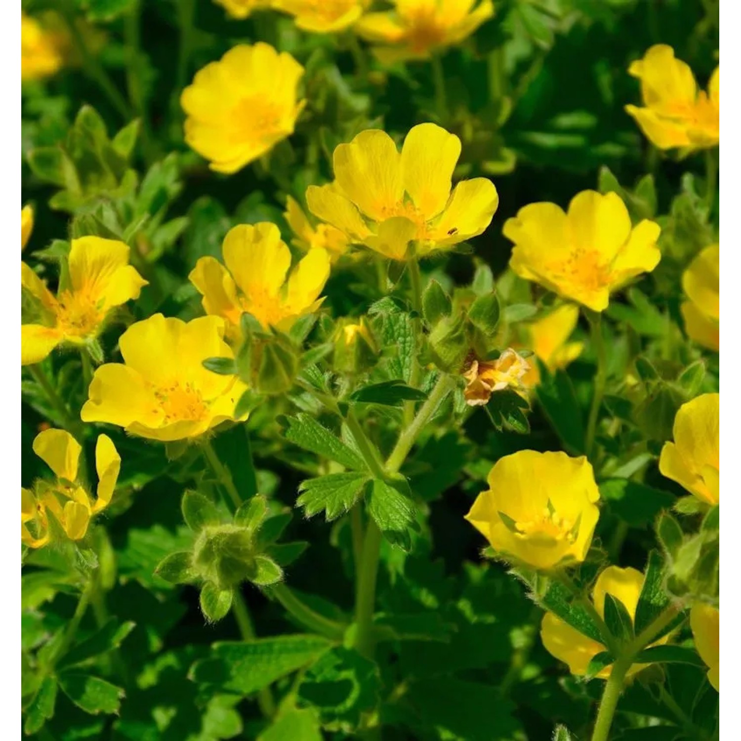 Großblütiges Fingerkraut - Potentilla megalantha