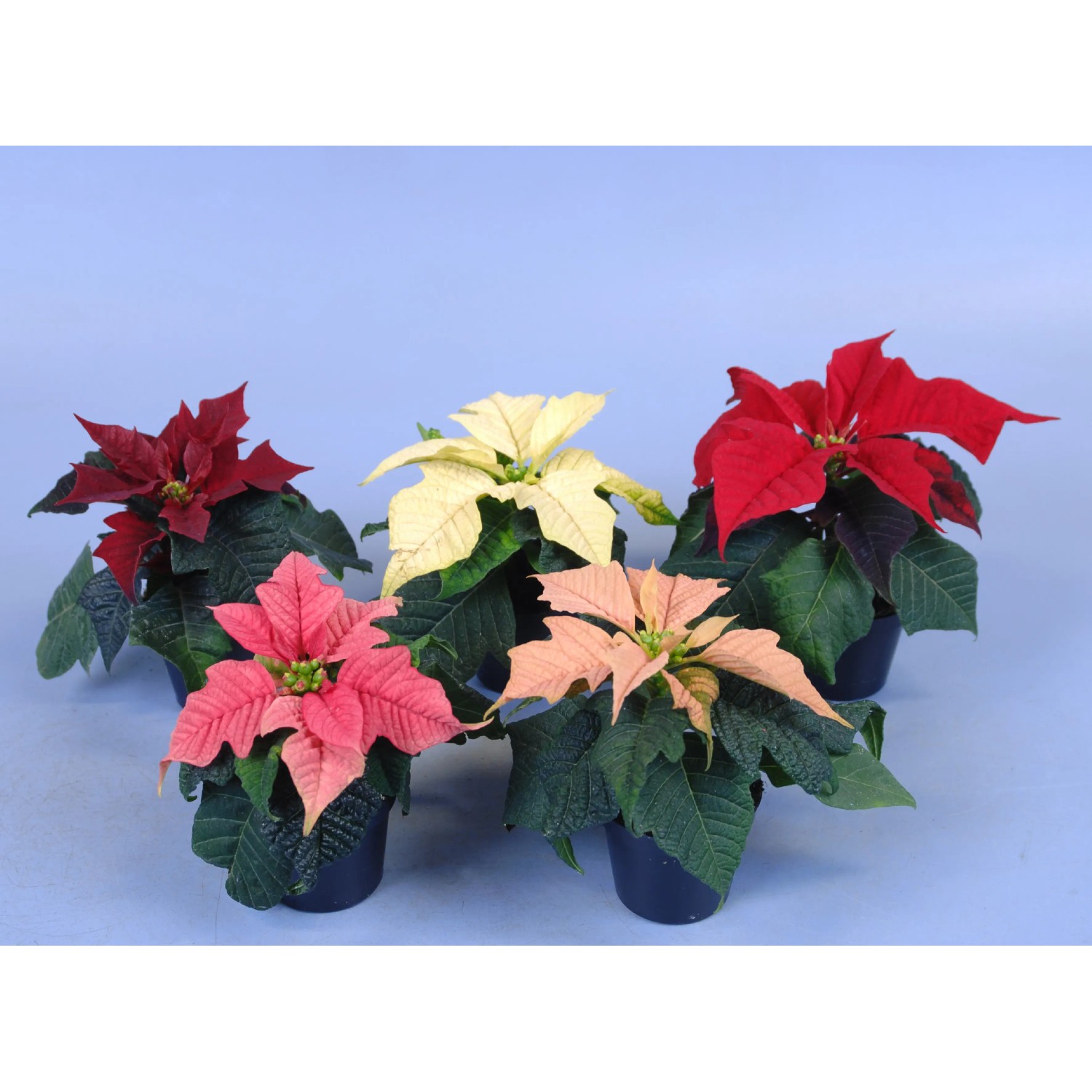 Mini Weihnachtsstern verschiedene Farben Topf-Ø ca. 6 cm Euphorbia pulcherrima