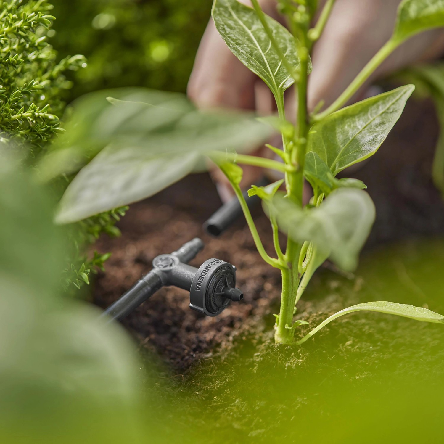 Gardena Reihentropfer druckausgleichend im Micro-Drip-System zur Pflanzenbewässerung.