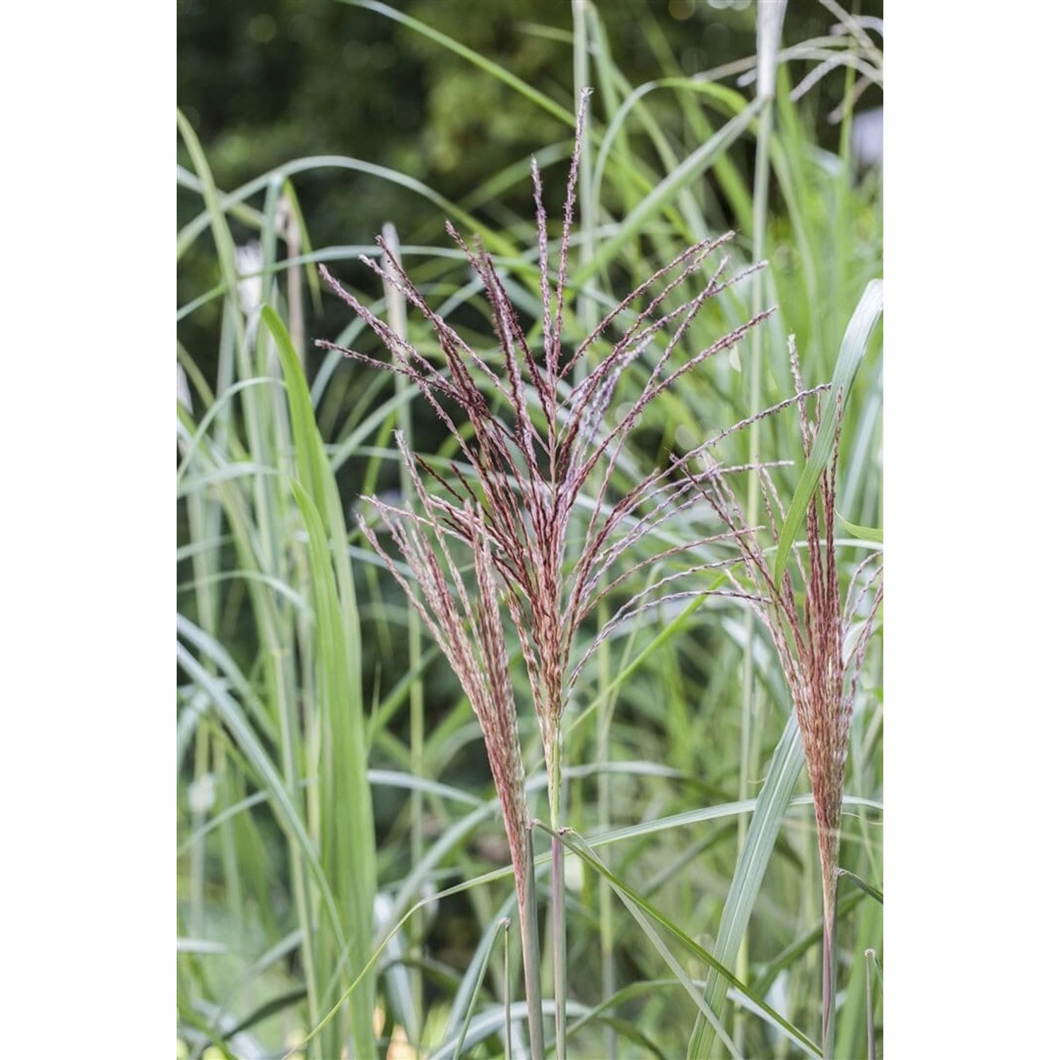 Miscanthus Sinensis Malepartus Chinaschilf Ca. 9x9 cm Topf günstig online kaufen