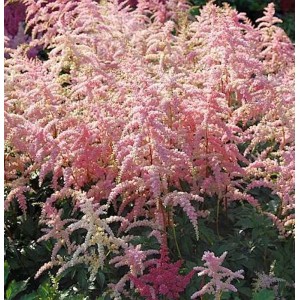 Prachtspiere 'Bressingham Beauty' mit rosa Blüten, eine attraktive Staude für halbschattige Standorte.