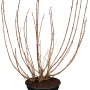 Weigelie Victoria im Topf, ca. 50-60 cm hoch, mit kahlen Ästen. Ideal für Garten und Kübel.