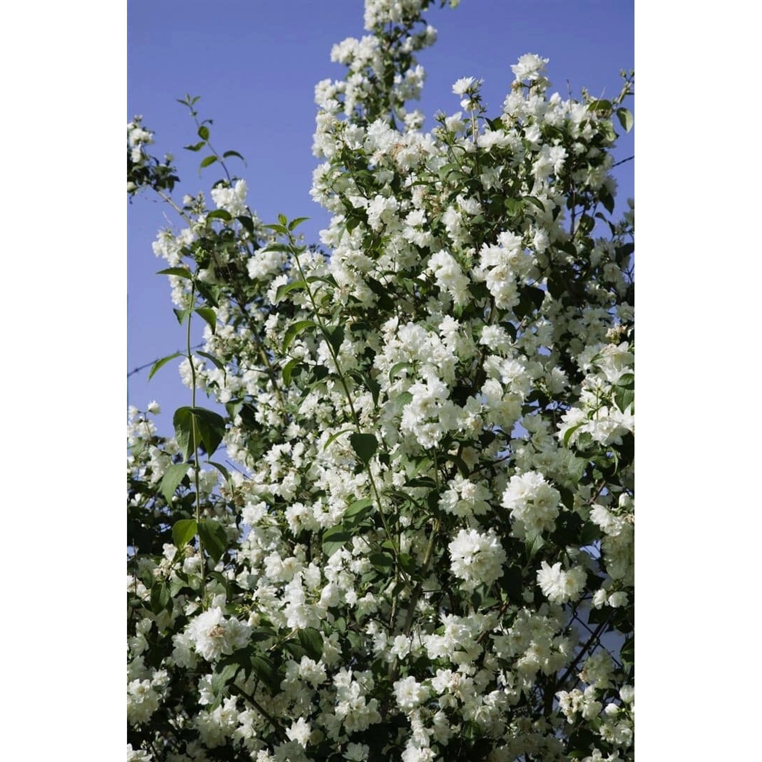 Philadelphus Virginal Duftjasmin Weiß 175–200 cm günstig online kaufen
