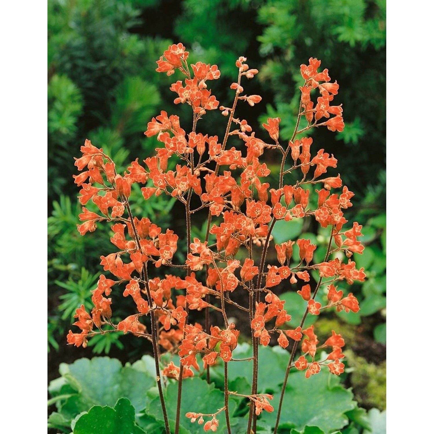 Heuchera Sanguinea Leuchtkäfer Purpurglöckchen Ca. 9x9 cm Topf günstig online kaufen