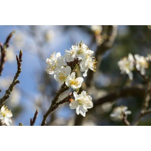 Blühender Schlehdorn (Prunus Spinosa) mit weißen Blüten, Nahaufnahme.