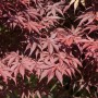 Detailaufnahme des tiefroten Laubs vom Japanischen Ahorn Bloodgood, einem dekorativen Hausbaum.