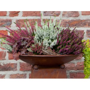 Besenheide (Calluna vulgaris) im Topf mit rosa, weißen und violetten Blüten in einer Pflanzschale.