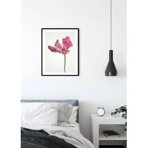 Wandbild Tulip 40x50 cm von Komar mit pinkfarbener Blüte im schwarzen Rahmen.