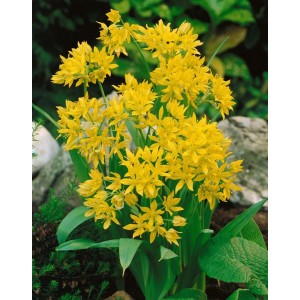 Leuchtend gelber Goldlauch (Allium Moly) im 9x9 cm Topf, ideal für sonnige Standorte.