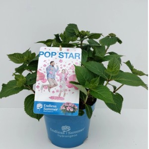 Rosa Bauernhortensie Endless Summer Pop Star im Topf, ca. 50-60 cm hoch.