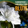 Nahaufnahme einer weißen Oleanderblüte der Sorte Sunny-Tree. Blühende Kübelpflanze mit mediterranem Flair.