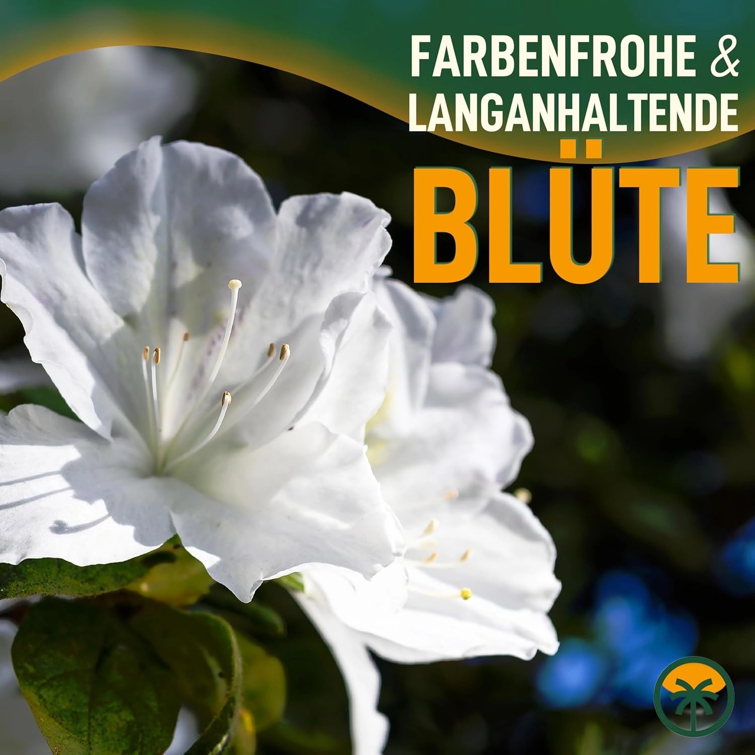SunnyTree Oleander Farbe Weiß 80/100 cm Nerium Oleander Pflanze für