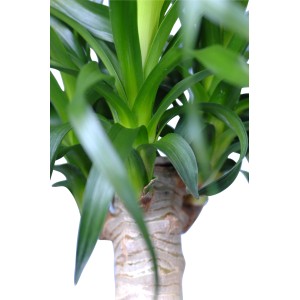 Detailaufnahme eines Elefantenfuß (Beaucarnea recurvata) mit grünem Blattschopf und markantem Stamm.