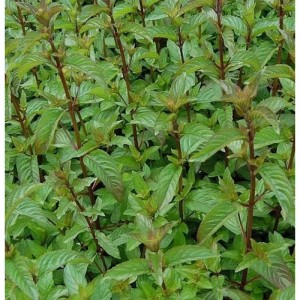 Schokoladen-Pfefferminze (Mentha piperita) Staude mit grünen Blättern.