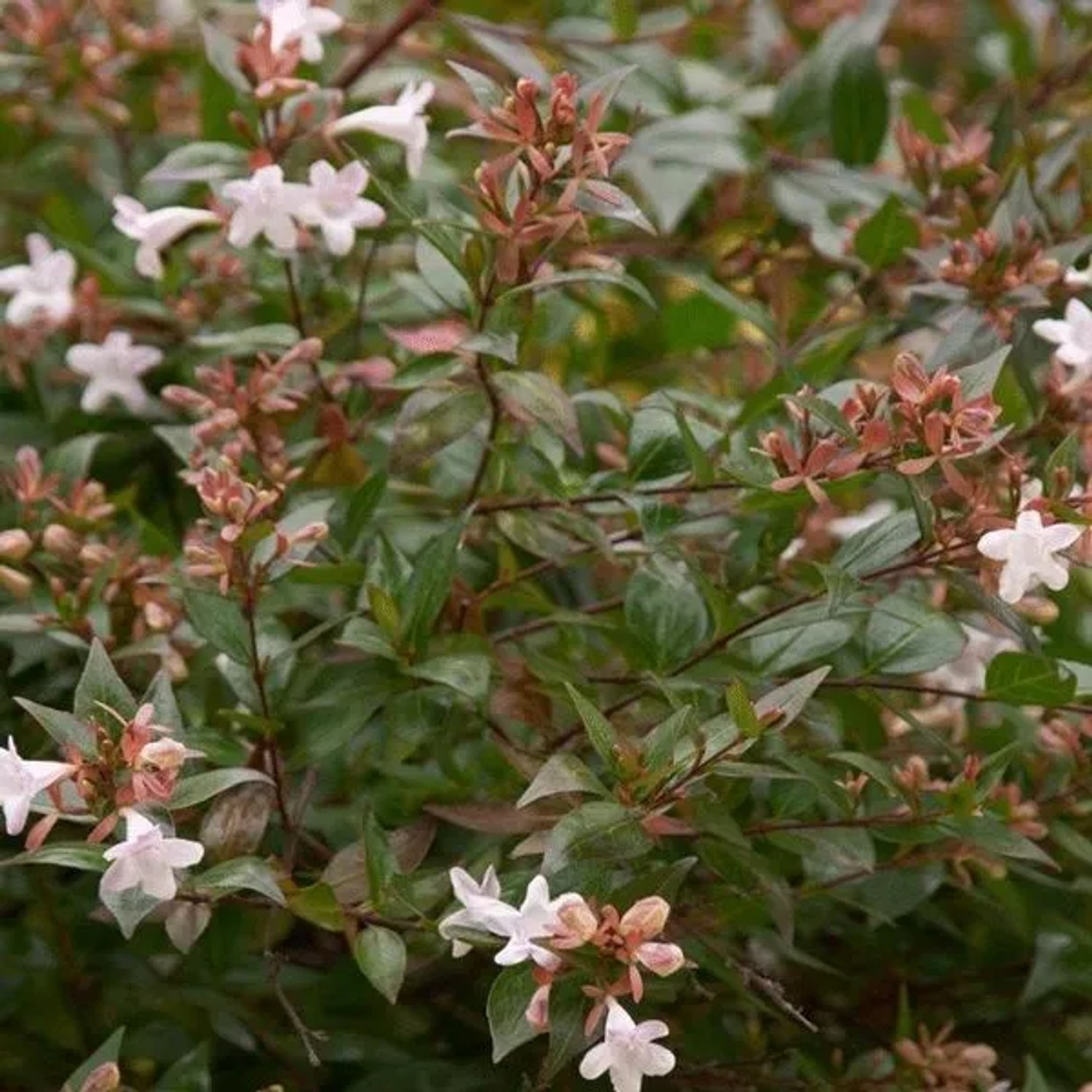 Abelie 'Confetti' Abelia grandiflora 25 bis 30 cm im Container Buntlaubig