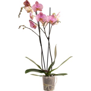 GROW by OBI Schmetterlingsorchidee Jupiter mit violett geäderten Blüten im Topf.