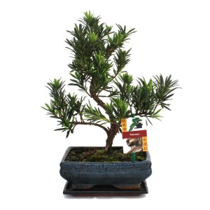 Exotenherz Bonsai Steineibe (Podocarpus), ca. 8 Jahre alt, in blauer Keramikschale.