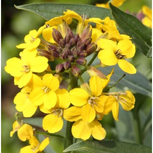 Gelber Goldlack 'Yellow Bird' (Erysimum cheiri) mit Blüten und Knospen.