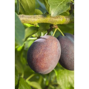 Reife Zwetschgen der Sorte Graf Althans am Baum, kurz vor der Ernte.