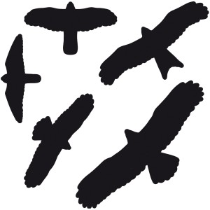 Swissinno Fensteraufkleber Vogelbilder, 5er Set, zum Schutz von Vögeln vor Glasflächen.