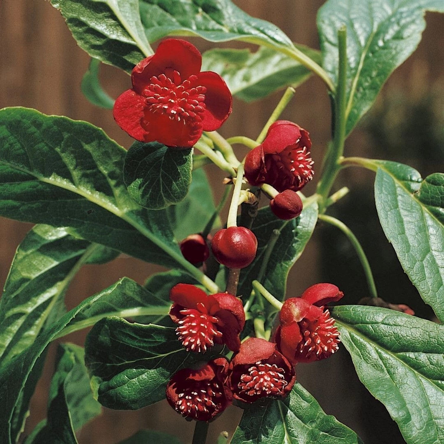 Schisandra Chinensis Chinesisches Spaltkörbchen 2 Liter Container günstig online kaufen