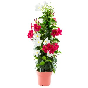 Dipladenie Pyramide im Topf, ca. 70 cm hoch, mit roten und weißen Blüten. Blühende Kübelpflanze.