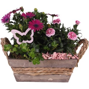 Chrysanthemen-Arrangement im Holzgefäß mit Kapkörbchen, Efeu und Bartnelke, Topf-Ø ca. 23 cm.