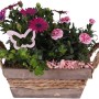 Chrysanthemen-Arrangement im Holzgefäß mit Kapkörbchen, Efeu und Bartnelke, Topf-Ø ca. 23 cm.
