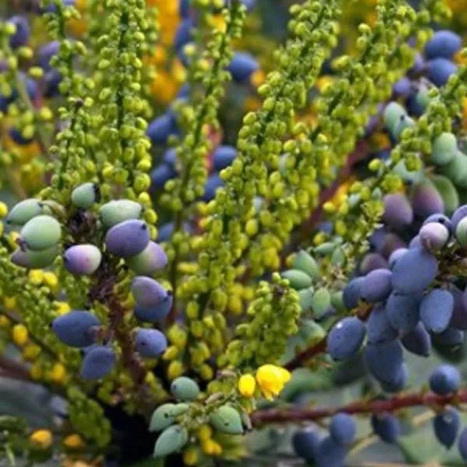 Mahonie 'Charity' Mahonia × media 30 bis 50 cm im Container Immergrün