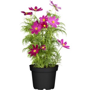 Schmuckkörbchen im Topf, Farbauswahl, ca. 13 cm Topf-Ø, Cosmos bipinnatus.