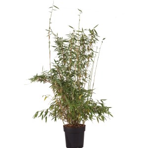 Gartenbambus 'Jumbo' im Topf, ca. 60-80 cm hoch, ideal als Sichtschutz.